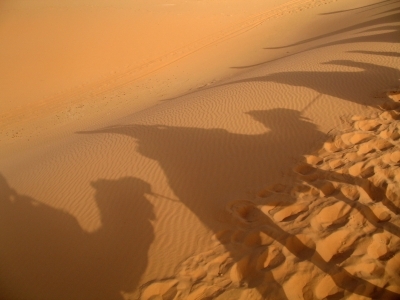 Camel caravan in a desert