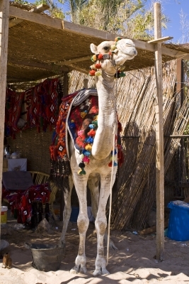 Camel in a shed by Rob Wiltshire